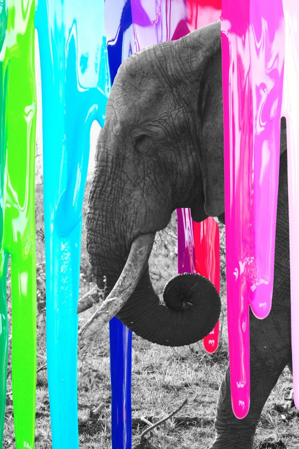 Brushed Elephant by AnaCe